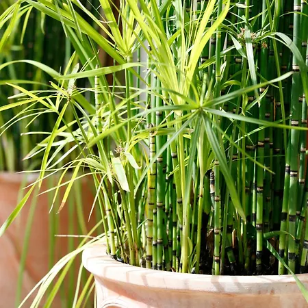 La Porte Rouge - The Red Door Saintes